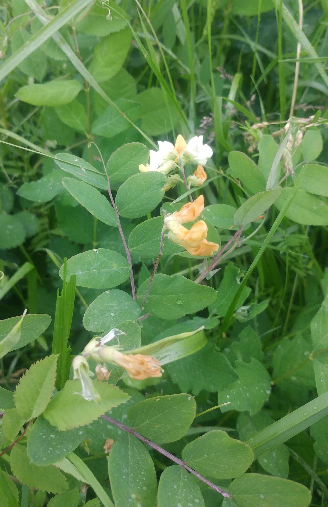 Lathyrus holochlorus (Piper) C. L. Hitchc.的圖片