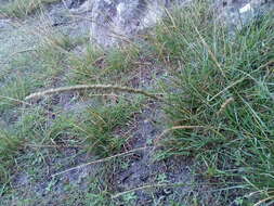 Image of rat-tail grass