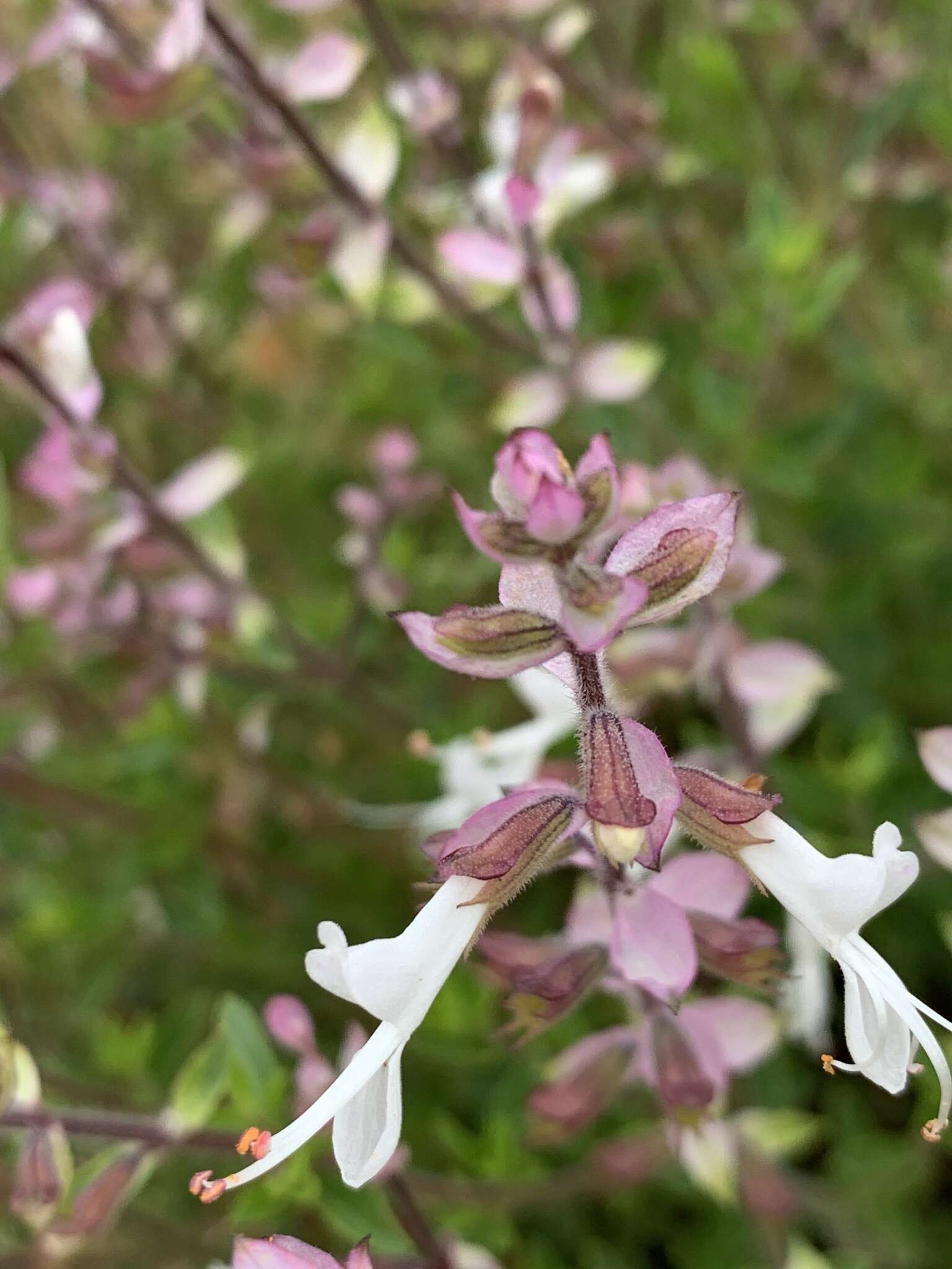 Image de Syncolostemon transvaalensis (Schltr.) D. F. Otieno