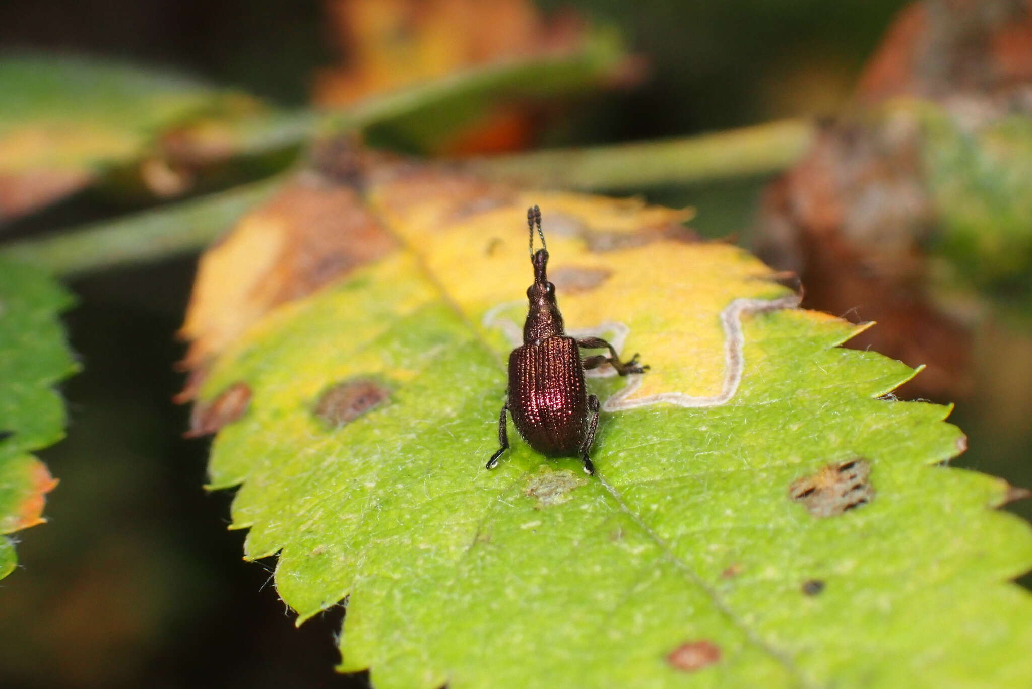 Image of Plum Borer