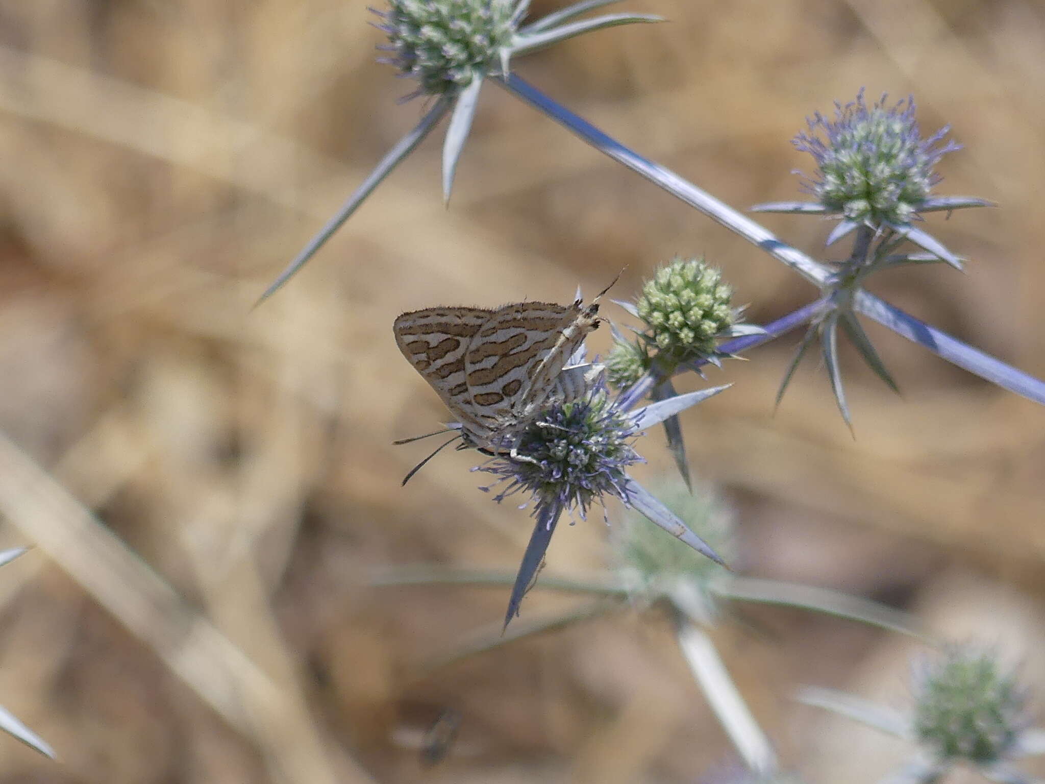 Sivun Cigaritis acamas (Klug 1834) kuva