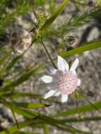 Imagem de Actinotus forsythii Maiden & Betche