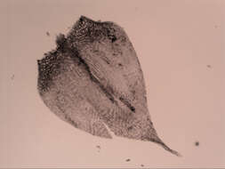 Image of Rhynchostegium tenuifolium Reichardt 1870
