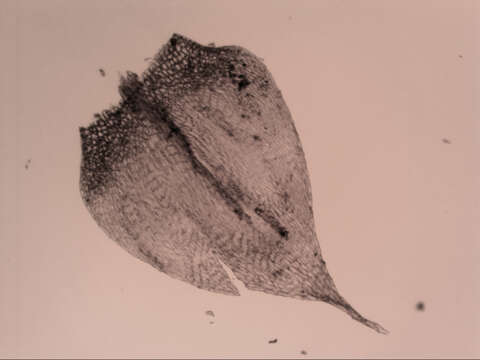 Image of Rhynchostegium tenuifolium Reichardt 1870