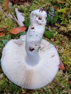 Image of Russula purpureotincta McNabb 1973