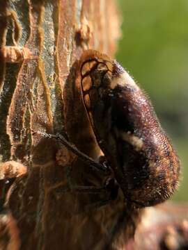 Image of Black Locust Treehopper