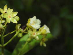 Image of Vismia cayennensis (Jacq.) Persoon