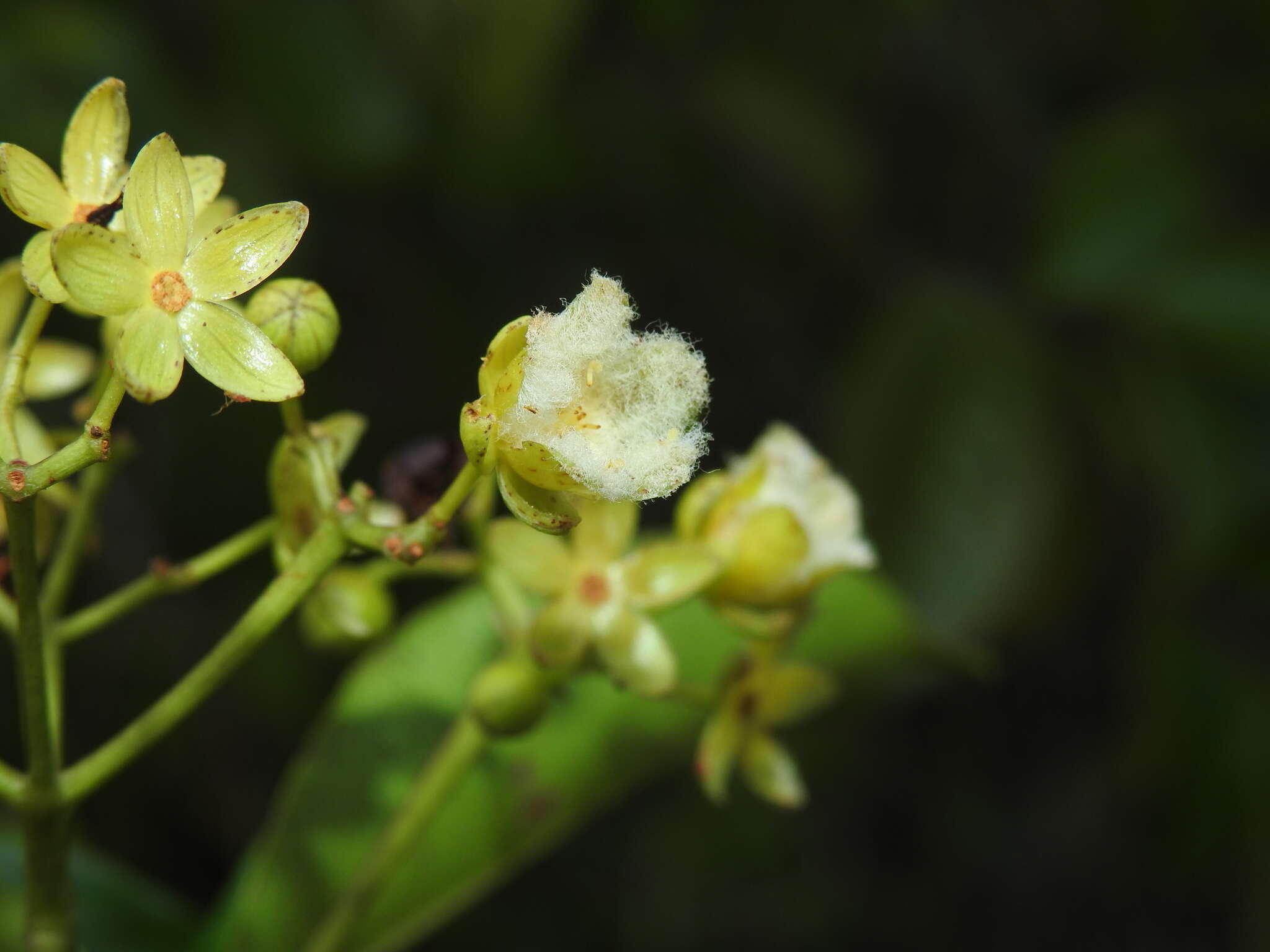 Image de Vismia cayennensis (Jacq.) Persoon