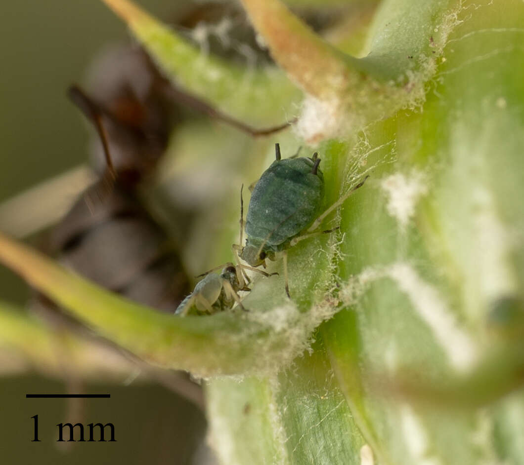 Image of Aphis (Aphis) asclepiadis Fitch 1851