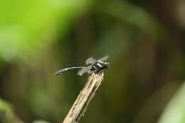 Imagem de Gomphidictinus perakensis (Laidlaw 1902)