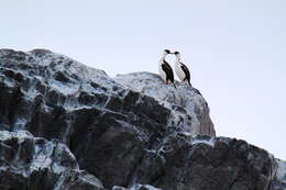 Image of Antarctic Shag