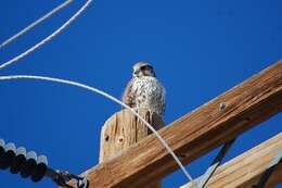 Image of Prairie Falcon