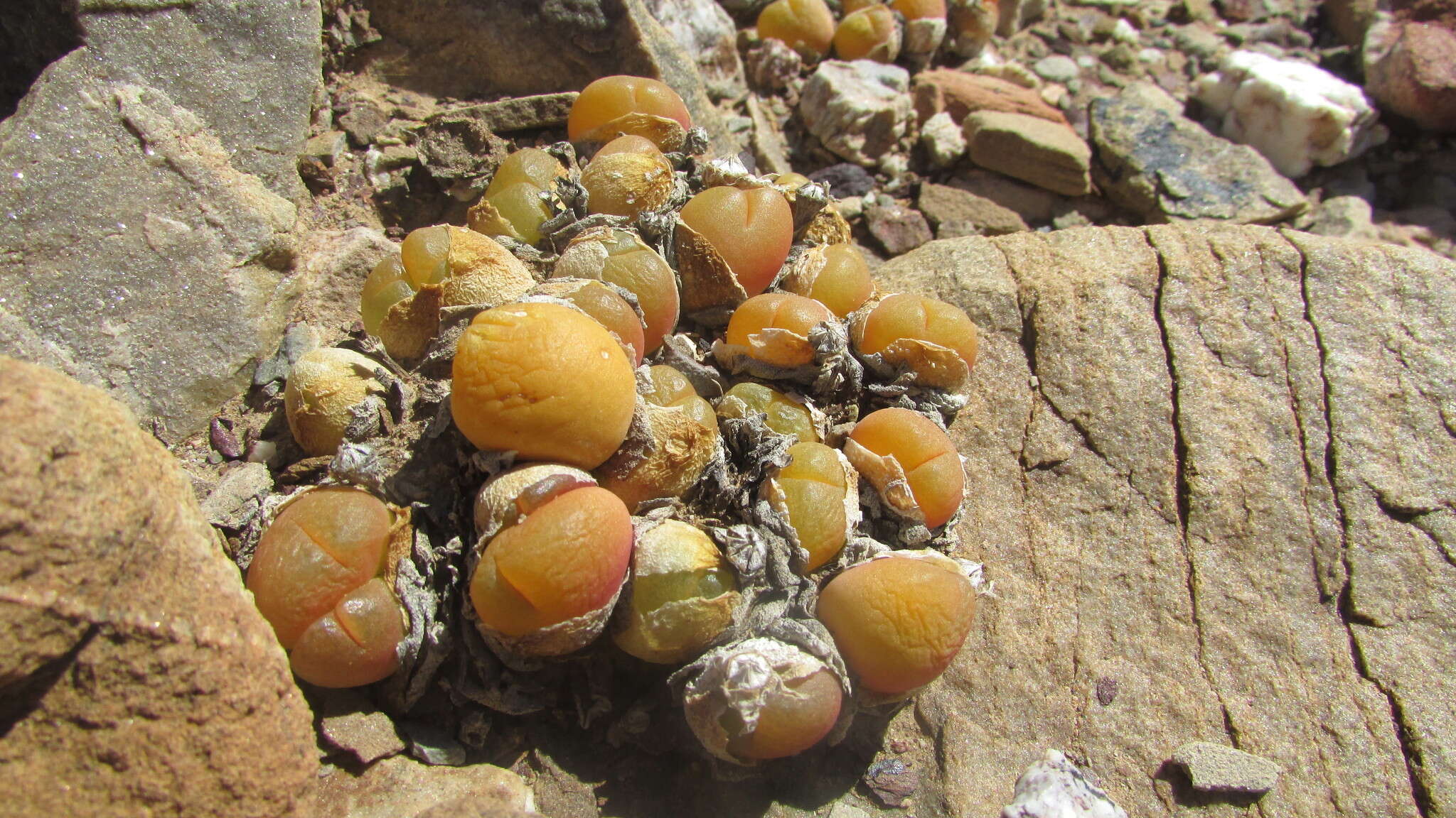 Image of Gibbaeum nuciforme Hartmann