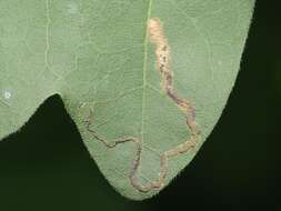 صورة Stigmella aceris (Frey 1857) Gerasimov 1952