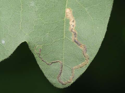 Image of Stigmella aceris (Frey 1857) Gerasimov 1952