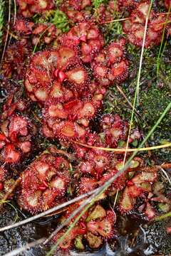 Image of Red sundew