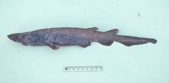 Image of Bulldog Catshark