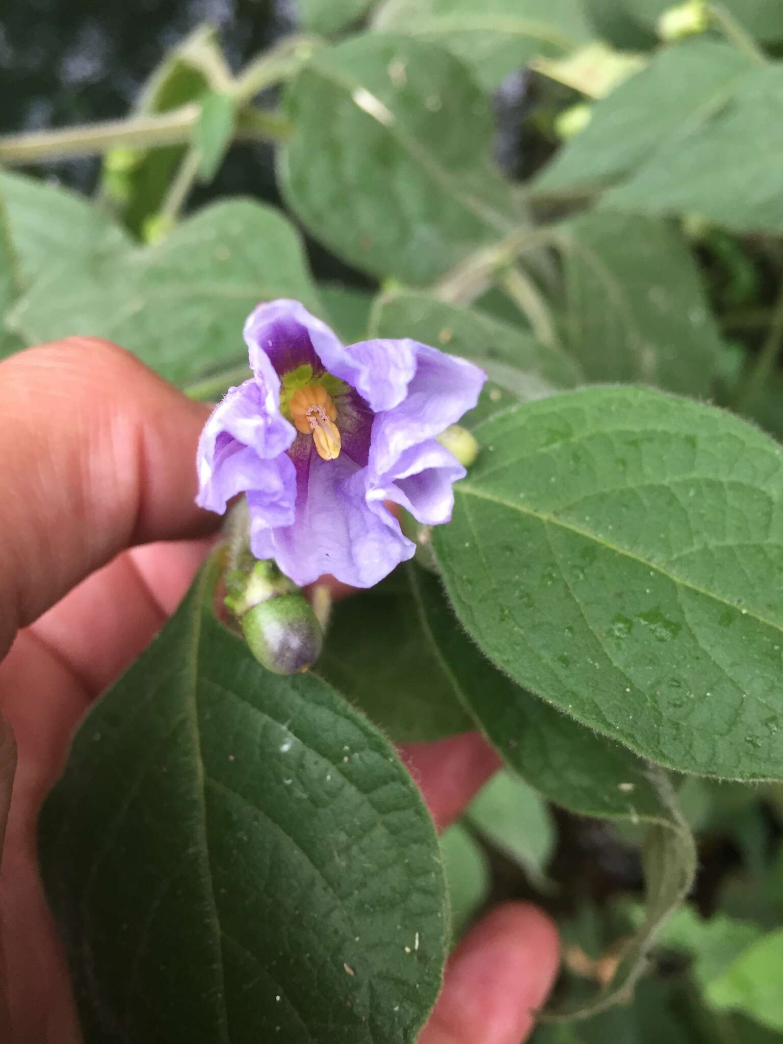 Image of Lycianthes pringlei (Robins. & Greenm.) Bitter