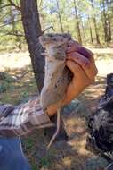 Image of Mexican woodrat