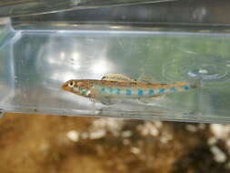 Image of Bluegrass darter