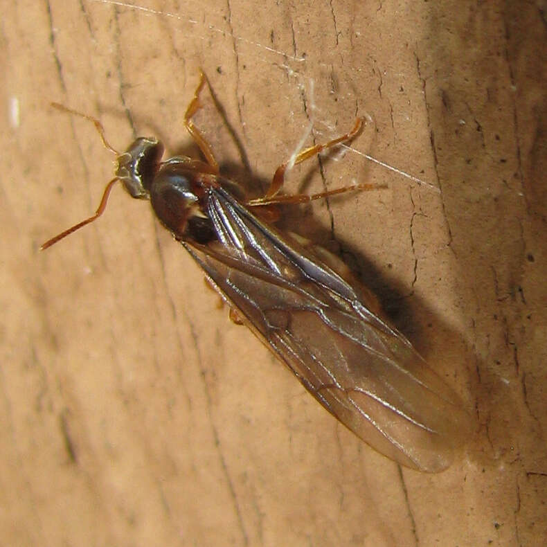 Image of Lasius americanus