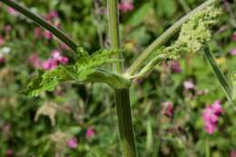 صورة Heracleum sphondylium subsp. sphondylium