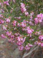 Image of Erica quadrifida (Benth.) E. G. H. Oliver