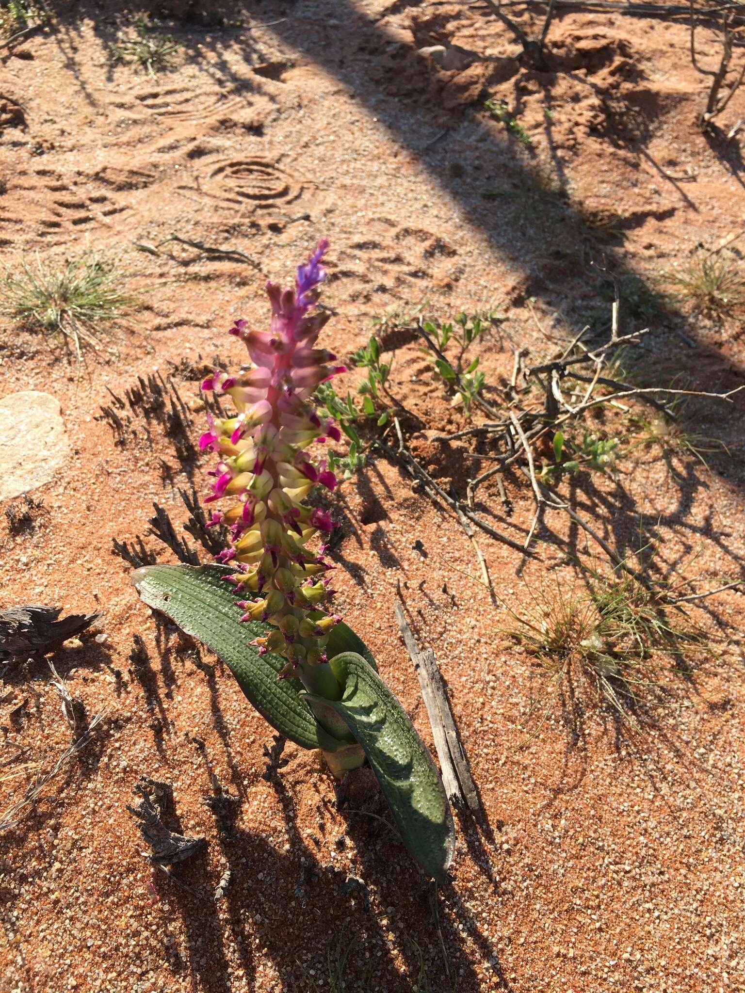 Image of Lachenalia valeriae G. D. Duncan