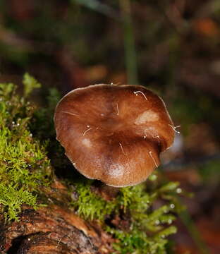 Pluteus atromarginatus (Konrad) Kühner 1935 resmi