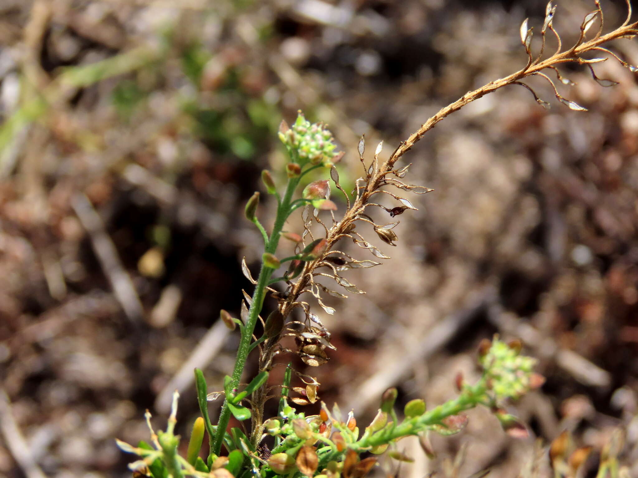 Sivun Lepidium capense Thunb. kuva