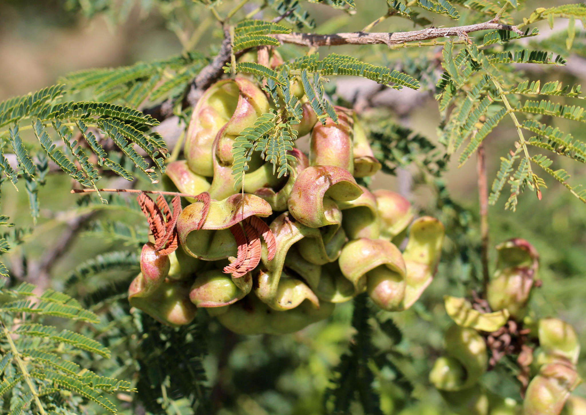 Imagem de Dichrostachys cinerea (L.) Wight & Arn.