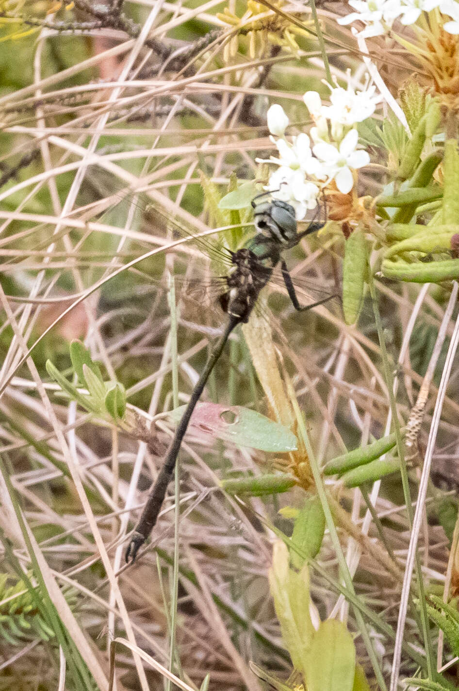 Image of Delicate Emerald