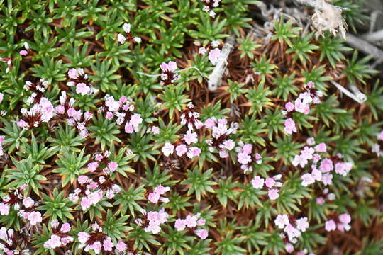 Image of Acantholimon lycopodioides (Girard) Boiss.