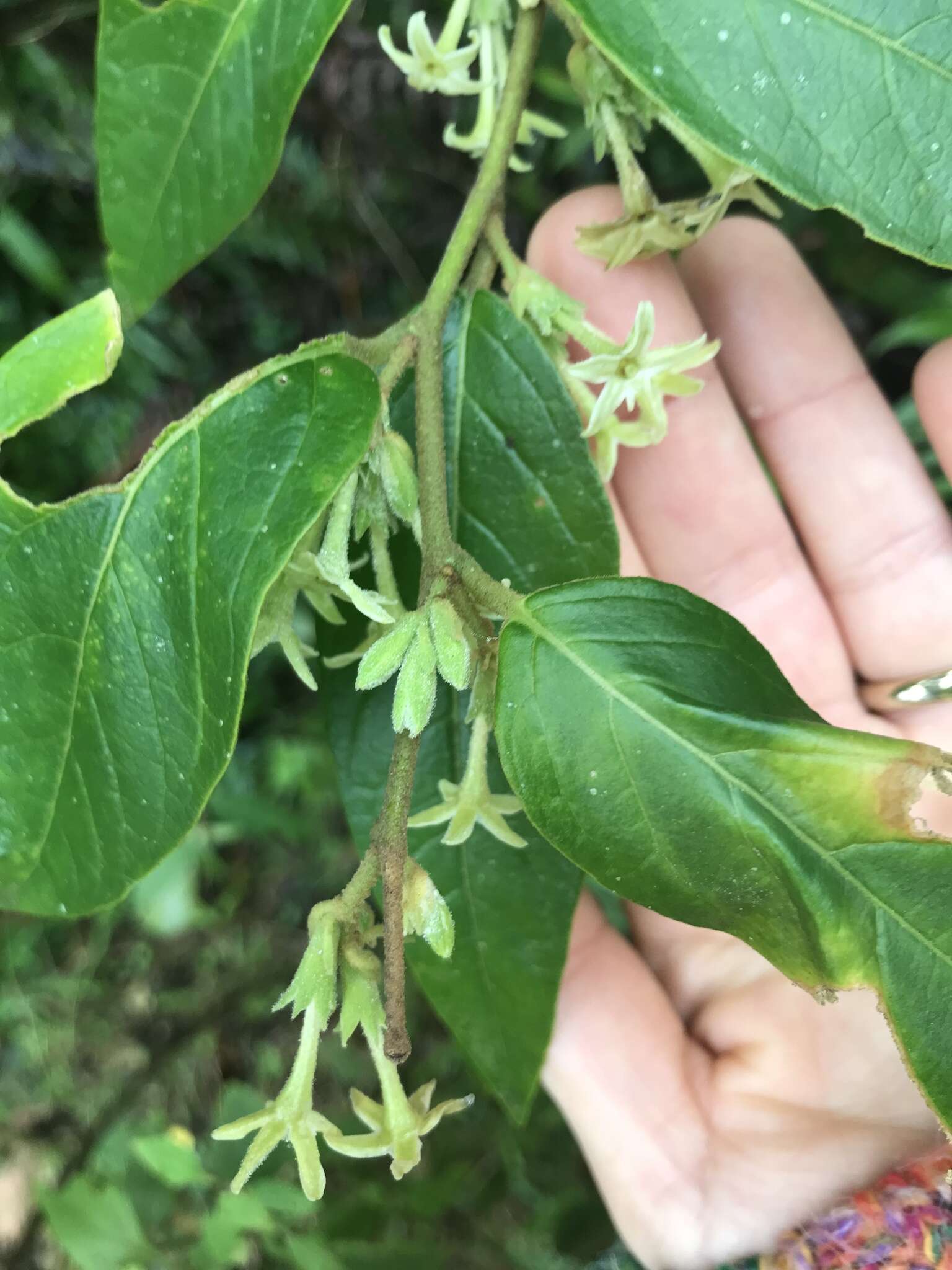 Image of Cestrum strigillatum Ruiz & Pav.