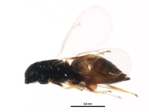 Image of <i>Hyssopus novus</i> Girault 1917
