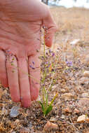 Image de Hooveria purpurea var. reducta