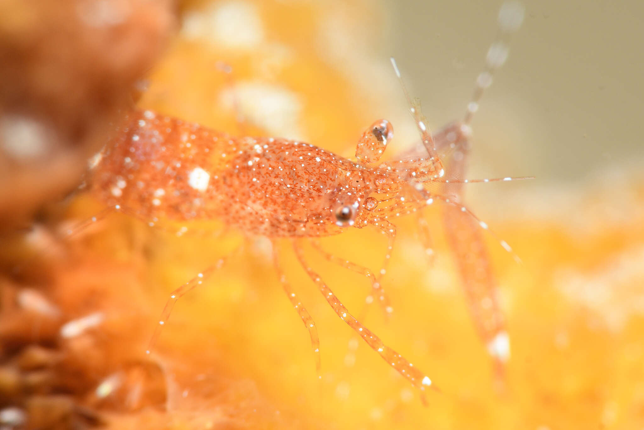 Image of Bermuda shrimp