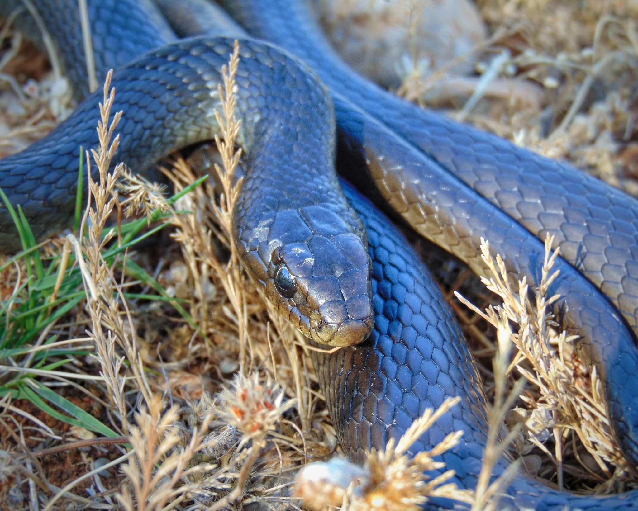 Dolichophis caspius (Gmelin 1789)的圖片