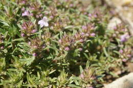 صورة Thymus callieri Borbás ex Velen.