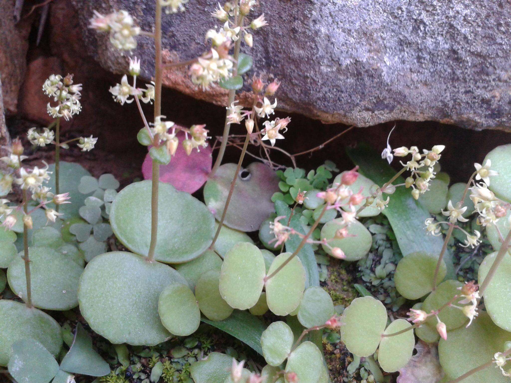 Image of Crassula umbella Jacq.