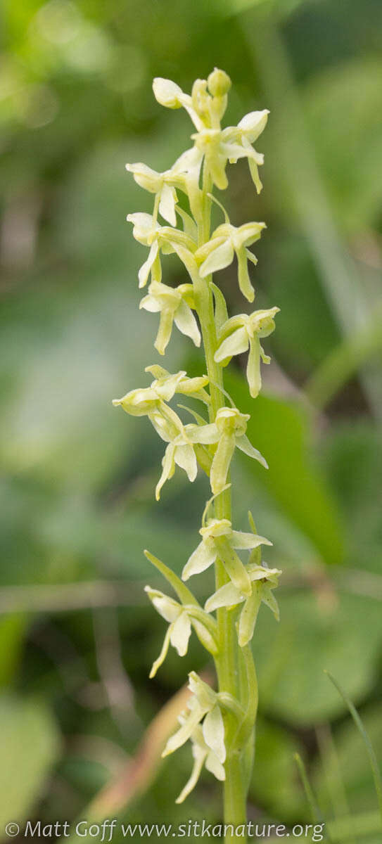 Imagem de Platanthera stricta Lindl.