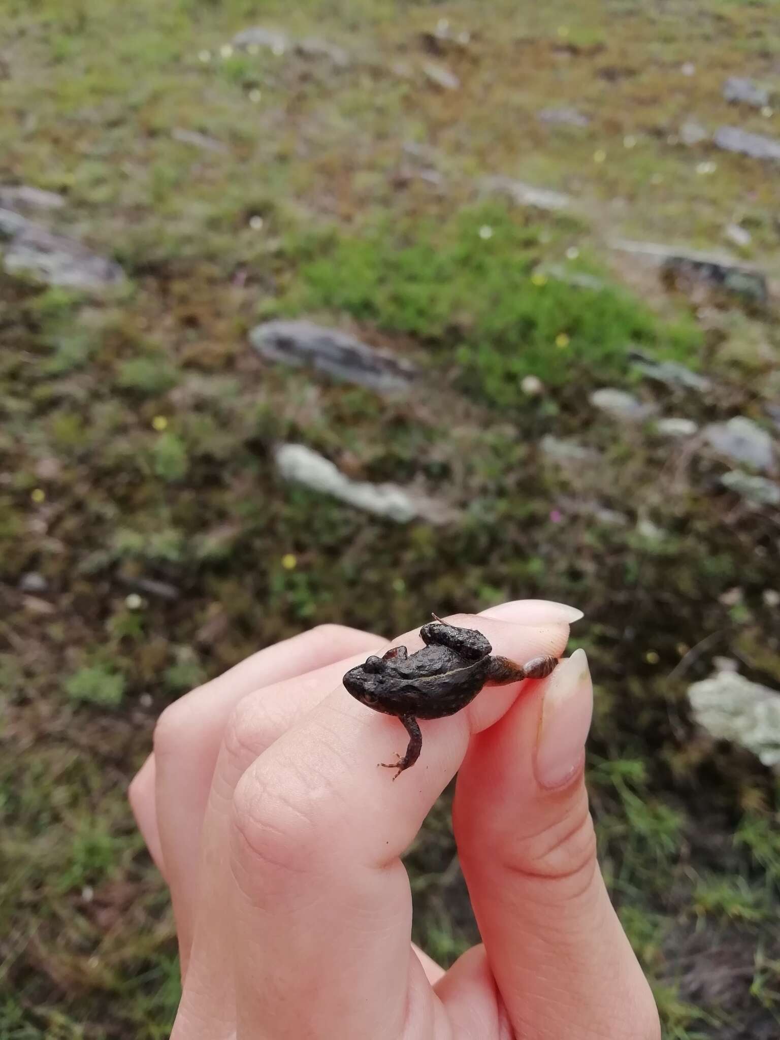 Image of Hensel’s Swamp Frog