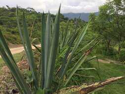 Agave rhodacantha Trel. resmi