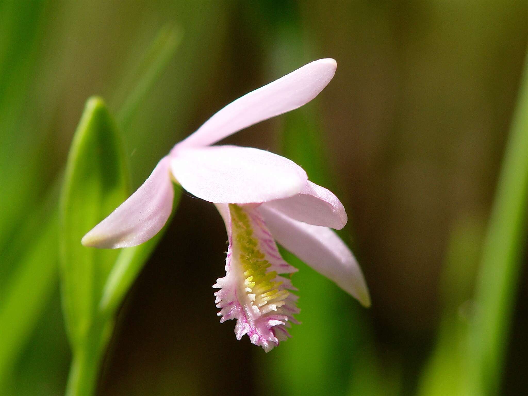 Image of snakemouth orchid