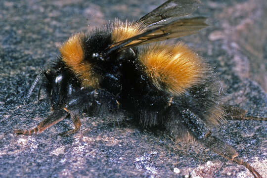 Слика од Bombus natvigi Richards 1931