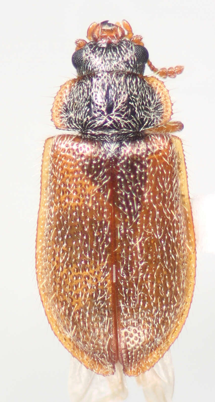 Image of <i>Eronyxa pallida</i>