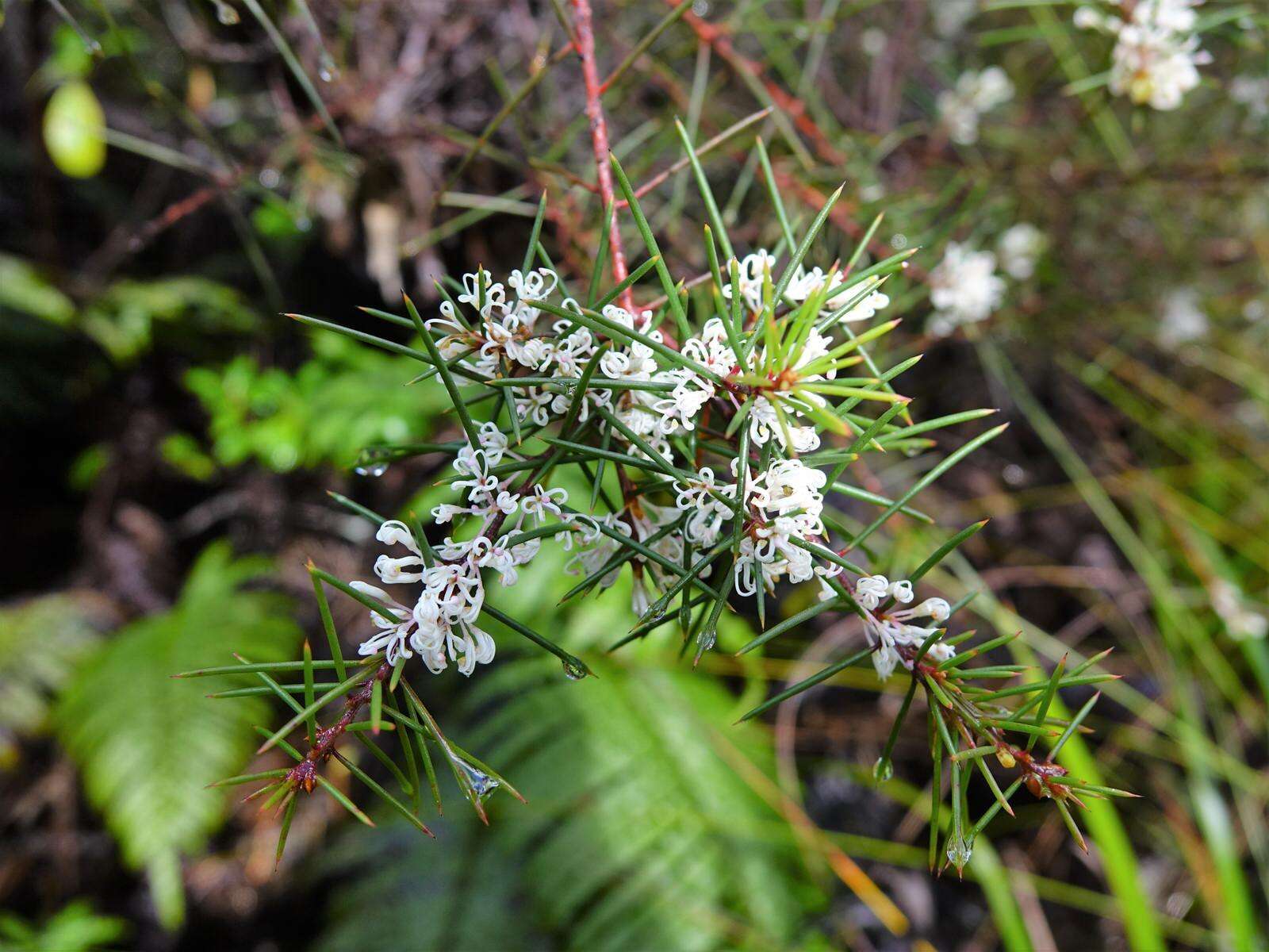 Image of Hakea sericea Schrad. & J. C. Wendl.