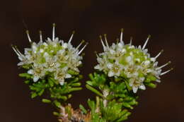 Image of Darwinia sphaerica R. W. Davis & Rye