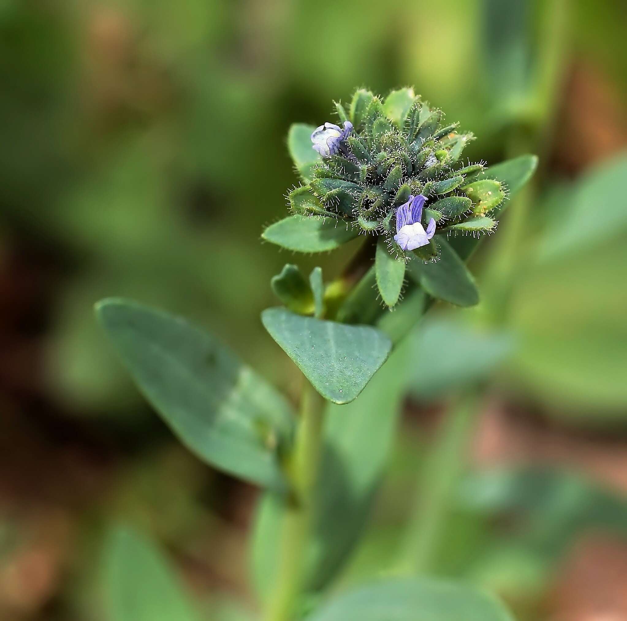 Image of Linaria micrantha (Cav.) Hoffmgg. & Link