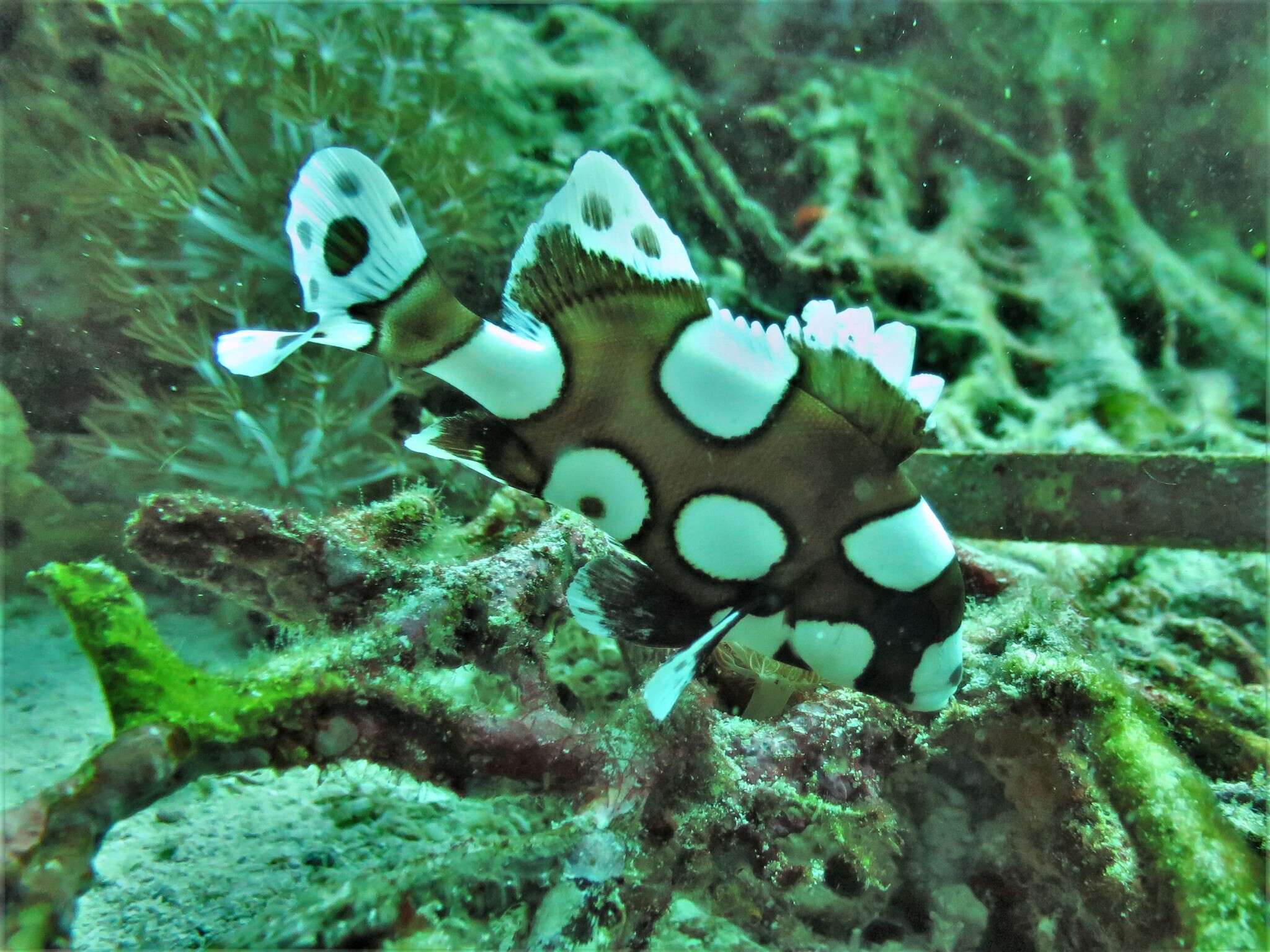 Image of Harlequin sweetlips